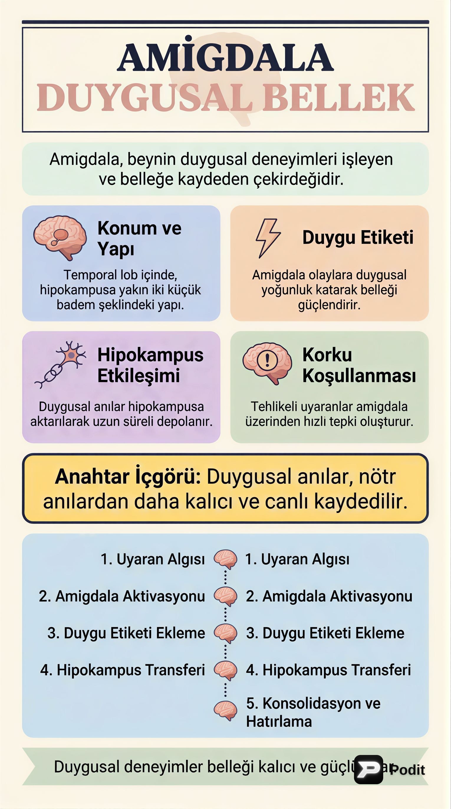 Amigdala ve Duygusal Belleğin Sırları - görsel özet infografik