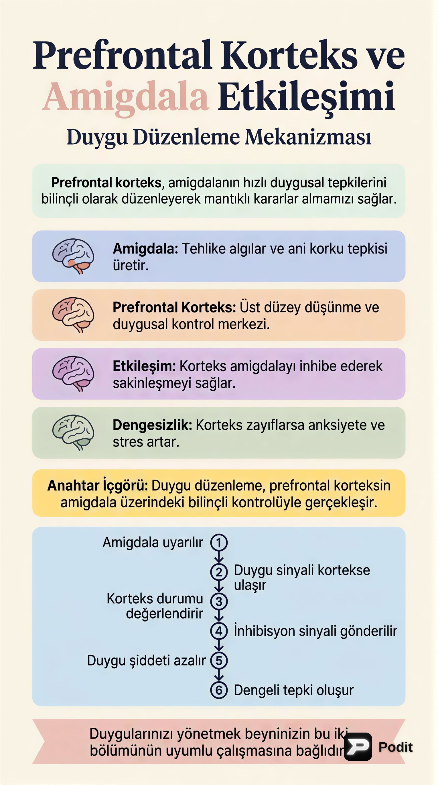 Duygu Düzenleme: Prefrontal Korteks ve Amigdala Etkileşimi - görsel özet infografik