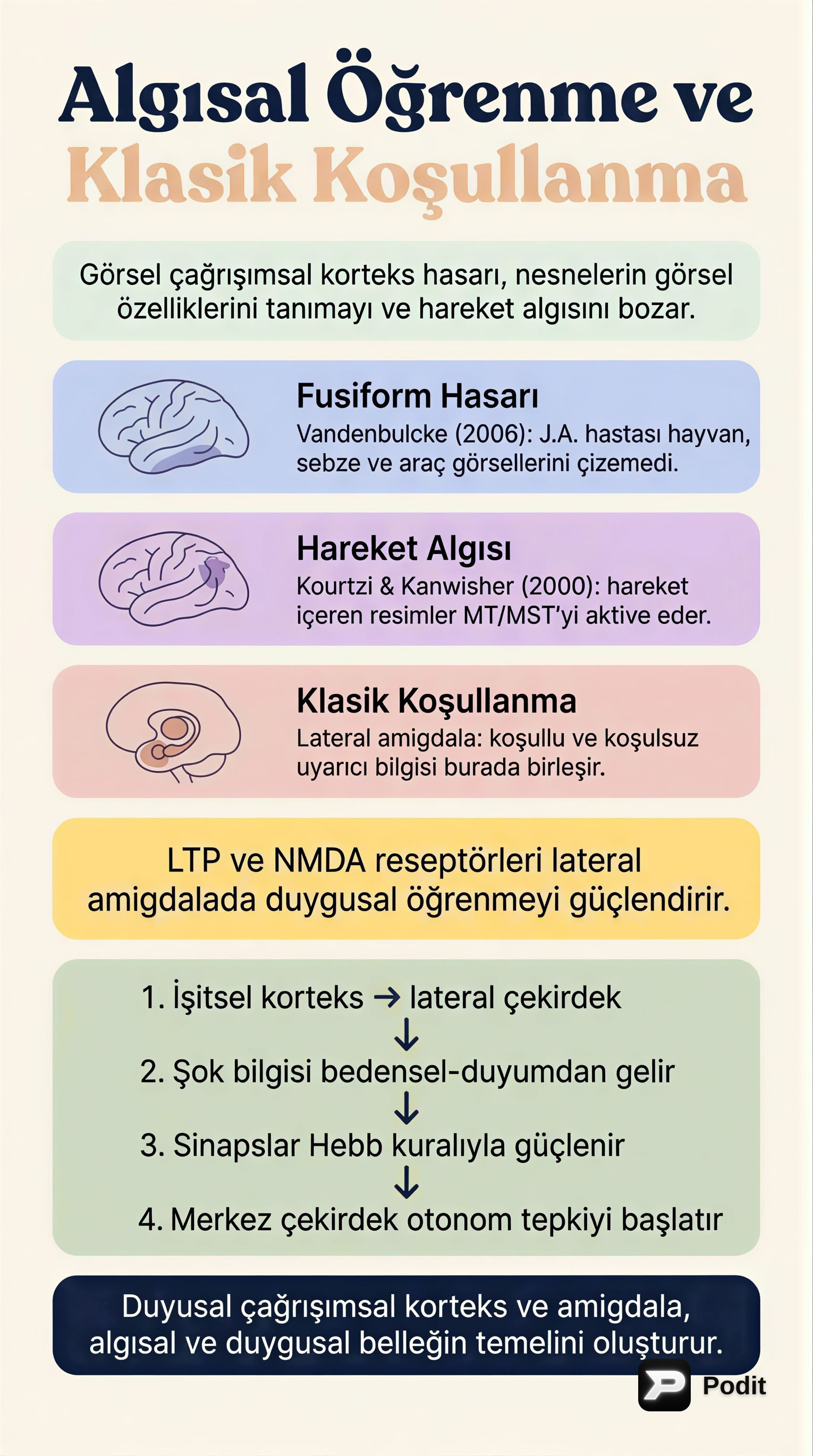 Öğrenme ve Belleğin Nöral Temelleri - görsel özet infografik