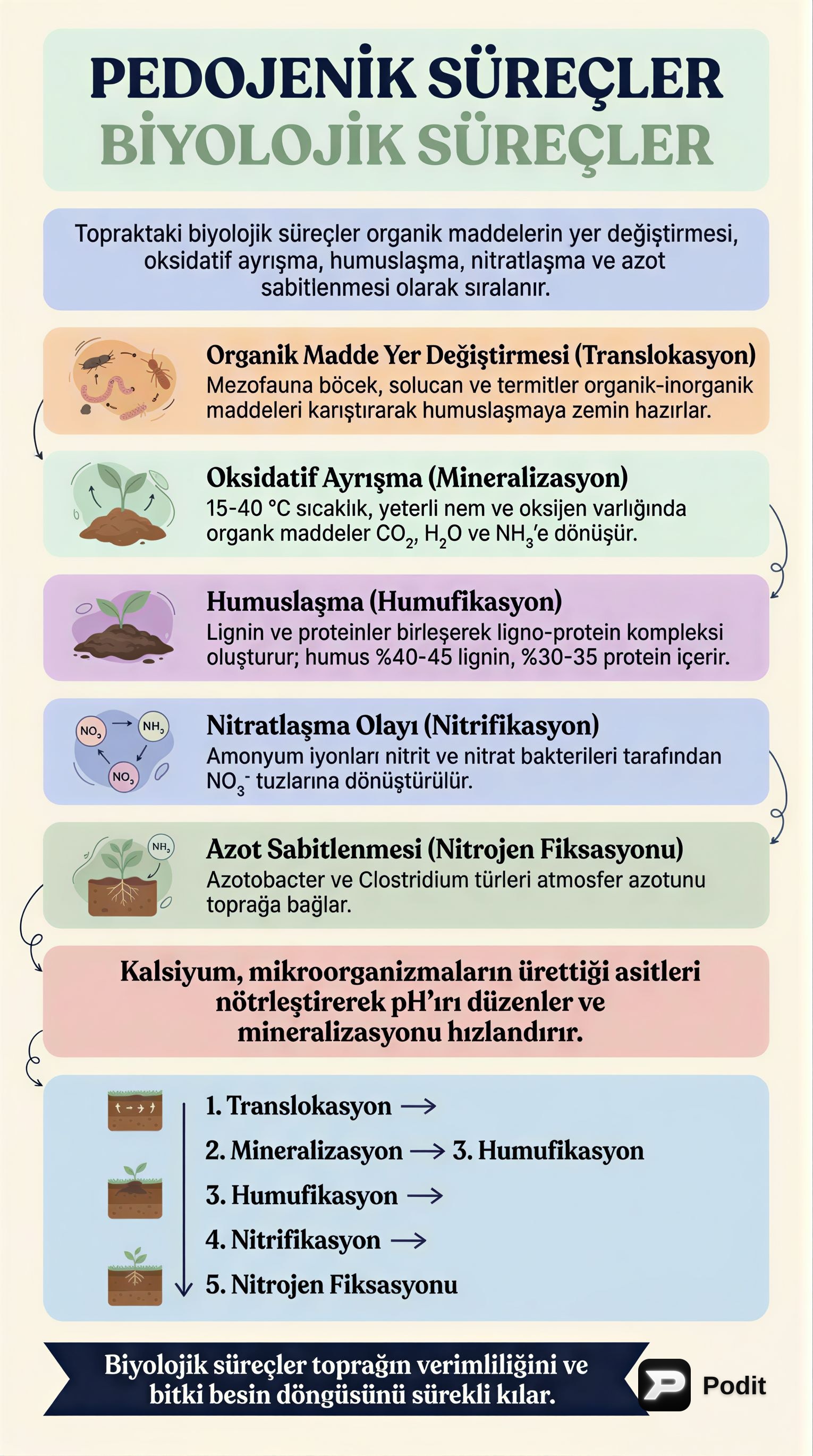 Topraktaki Pedojenik Biyolojik Süreçler - görsel özet infografik