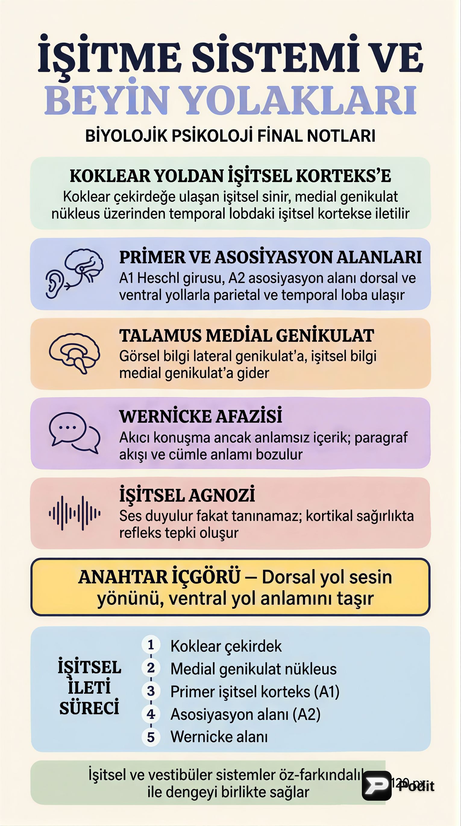 Biyolojik Psikolojide Duyusal Sistemler ve Dil - görsel özet infografik