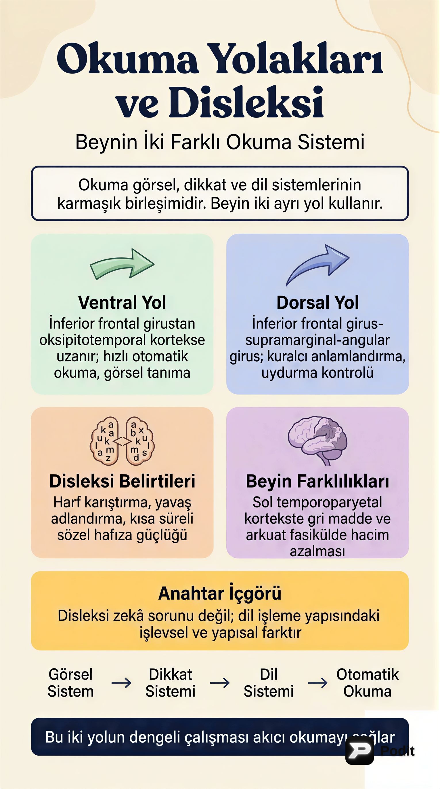 Bellek, Öğrenme ve Nöroplastisite - görsel özet infografik