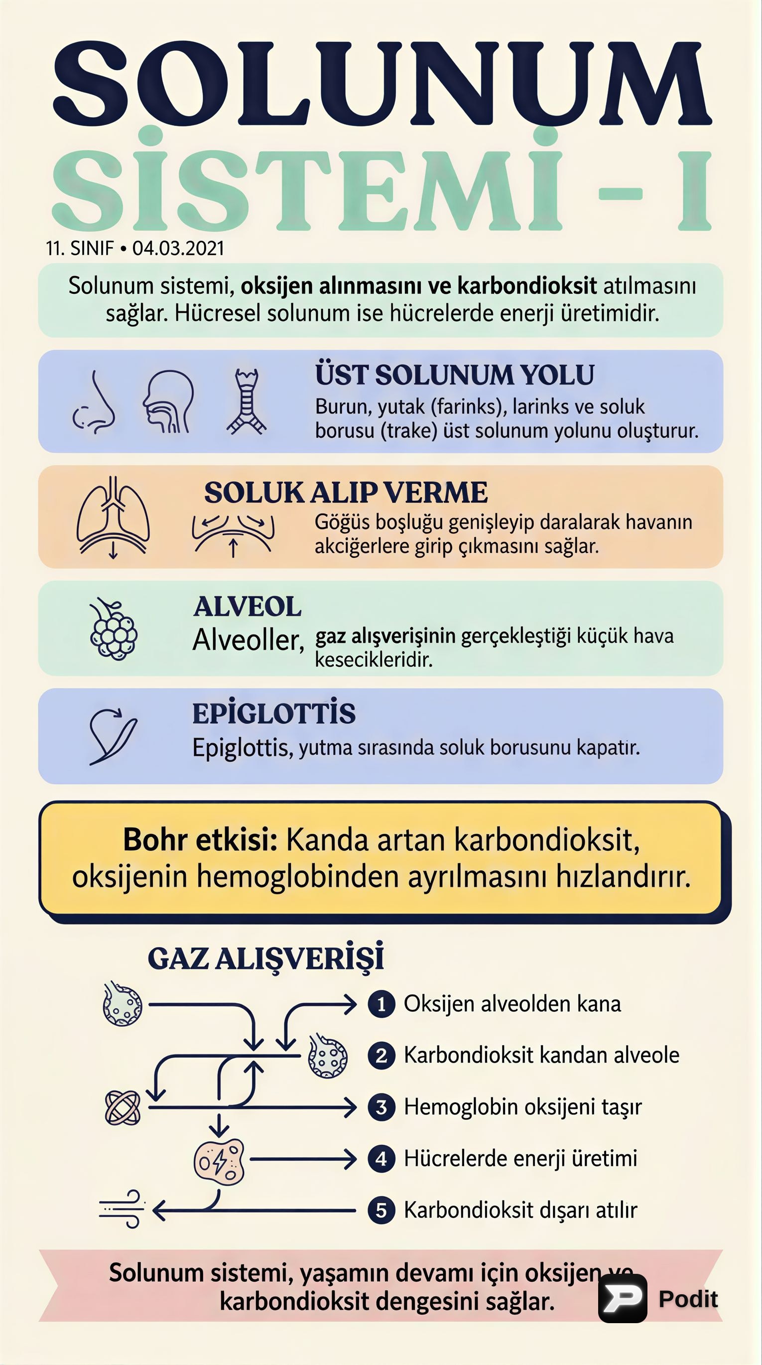 Biyoloji ve Felsefe: Temel Konulara Bakış - görsel özet infografik