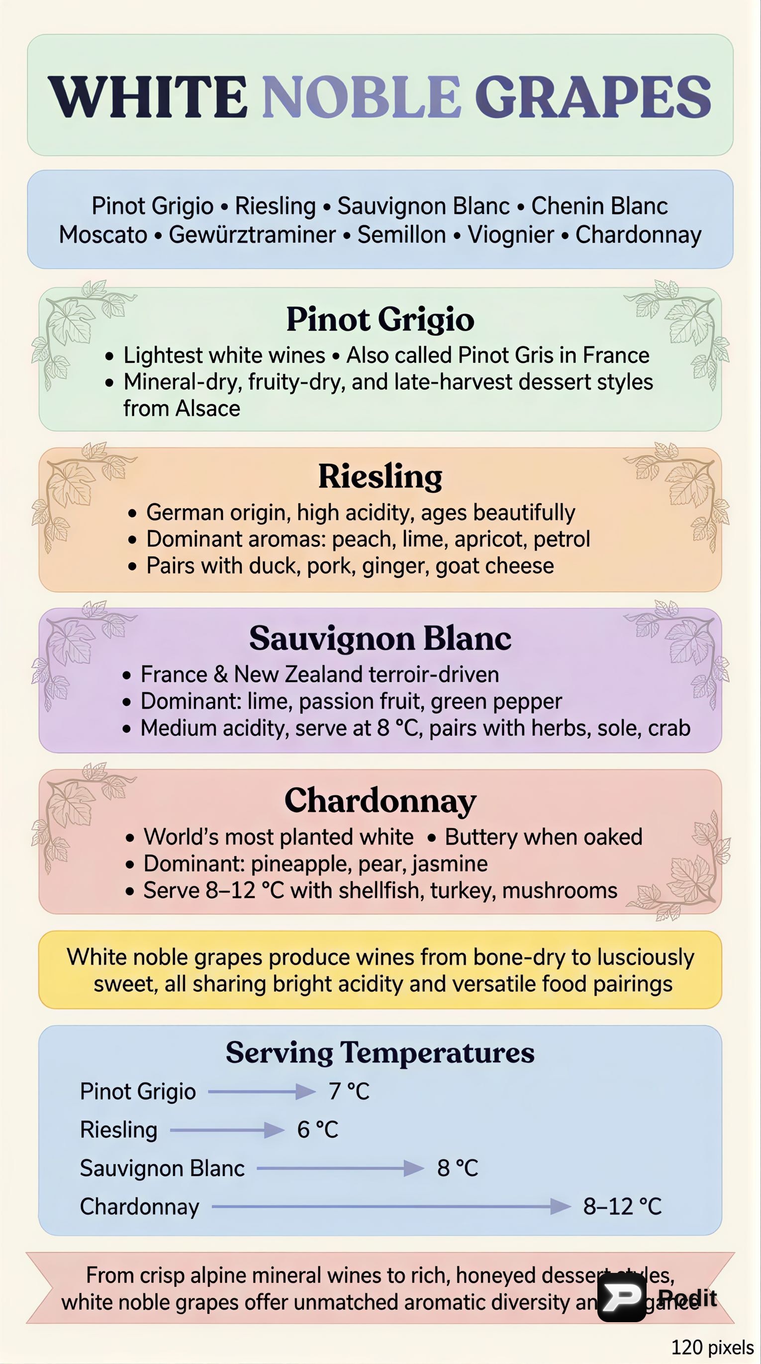White Noble Grapes and Essential Wine Concepts - görsel özet infografik