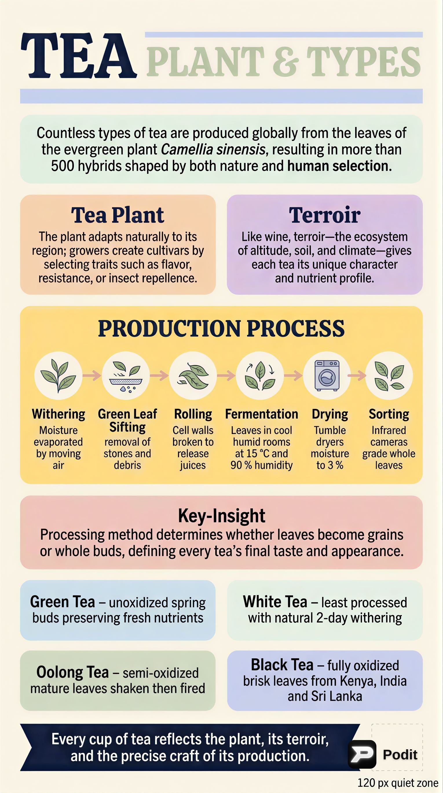 Tea: Plant, Production, and Types - görsel özet infografik