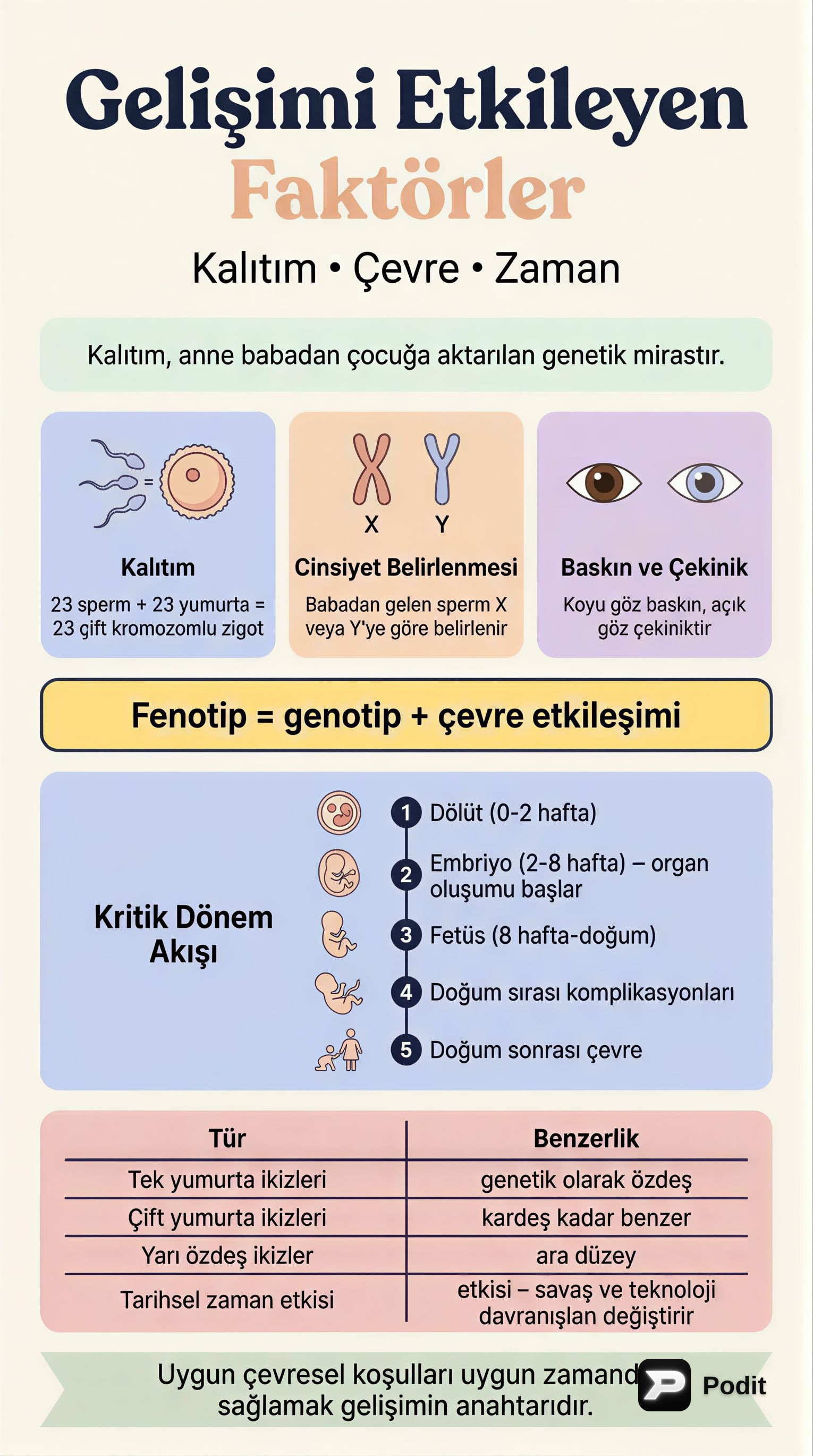 Gelişimi Etkileyen Faktörler: Kalıtım, Çevre ve Zaman - görsel özet infografik