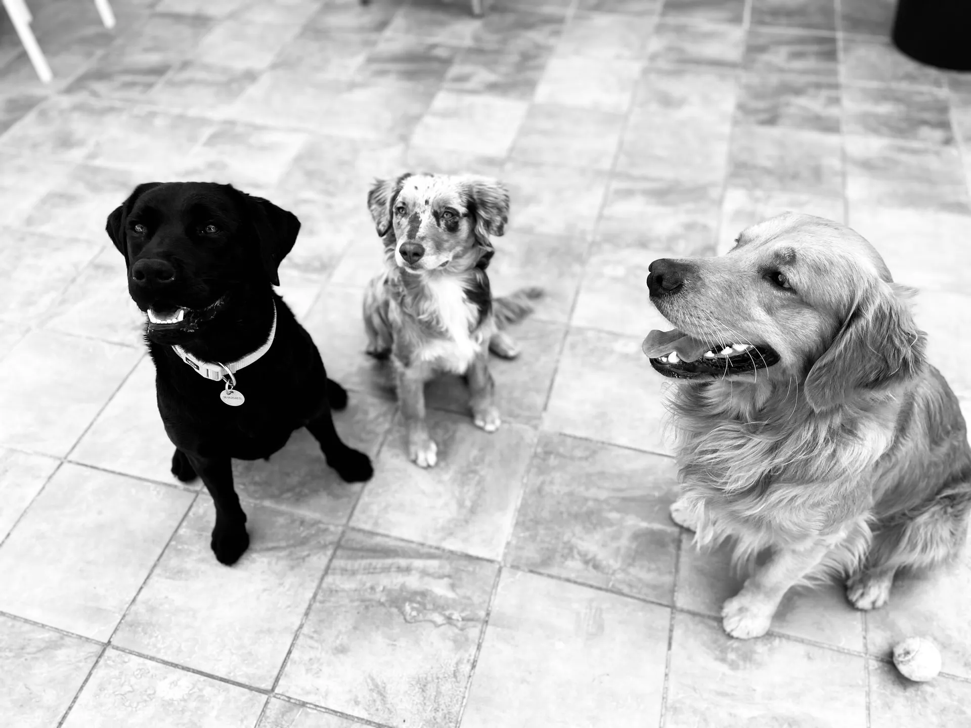 Portrait of the author