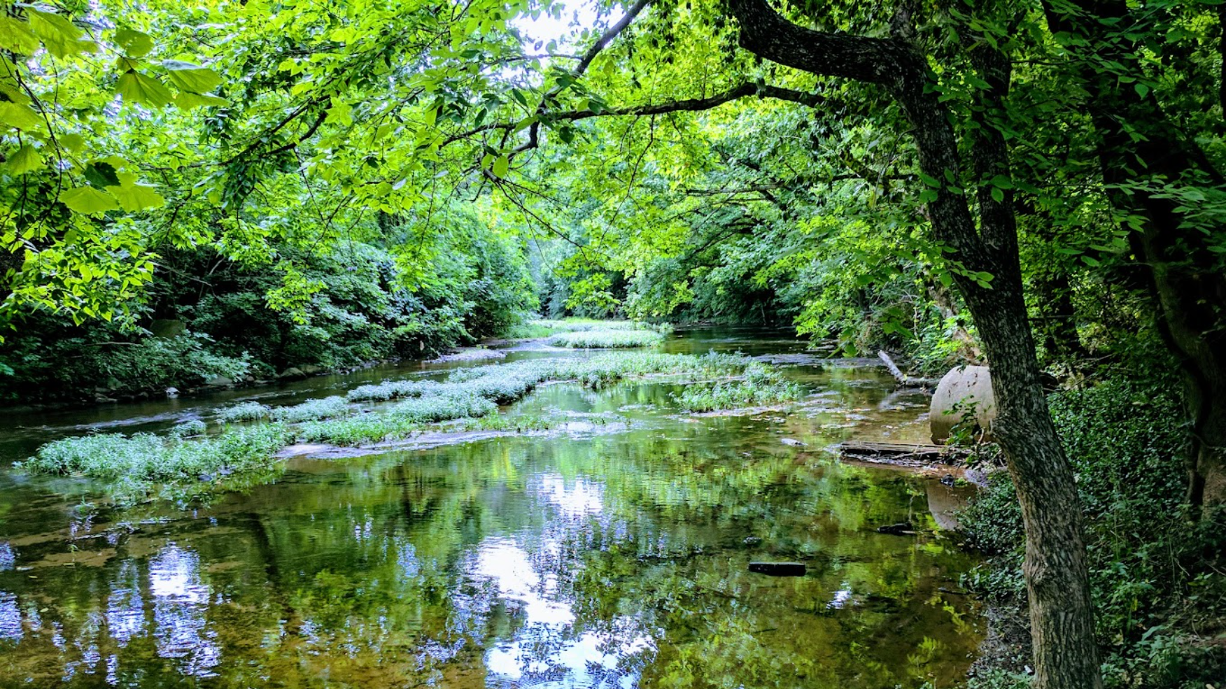 Richland Creek Clean Up (Walking)