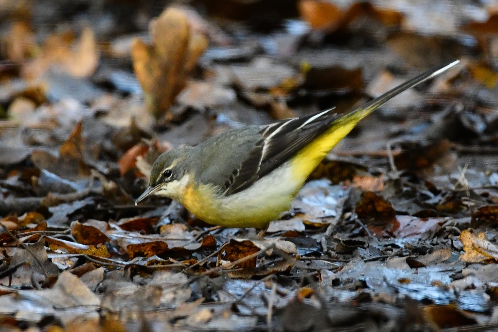 Bergeronnette Des Ruisseaux