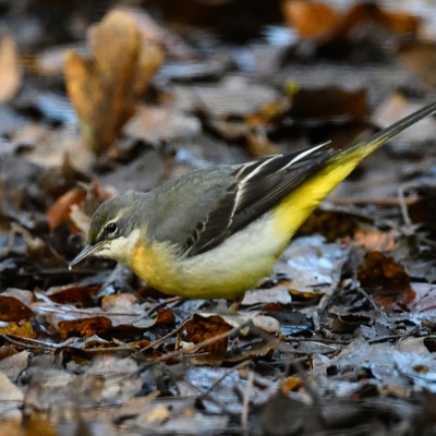 Bergeronnette Des Ruisseaux