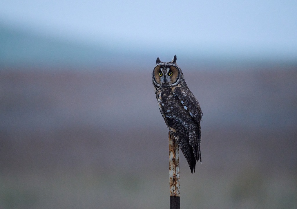 Hibou moyen-duc