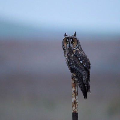 Hibou moyen-duc