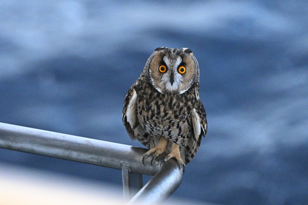 Hibou moyen-duc