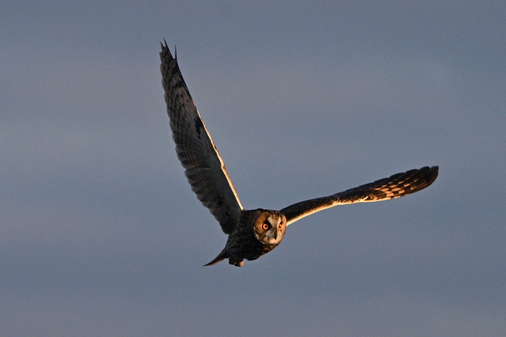 Hibou moyen-duc