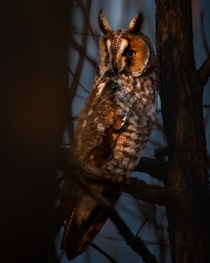Hibou moyen-duc