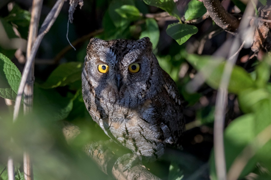 Petit-duc scops