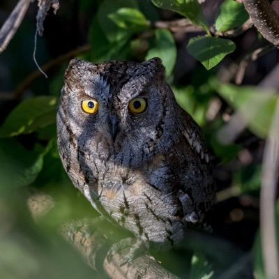 Petit-duc scops