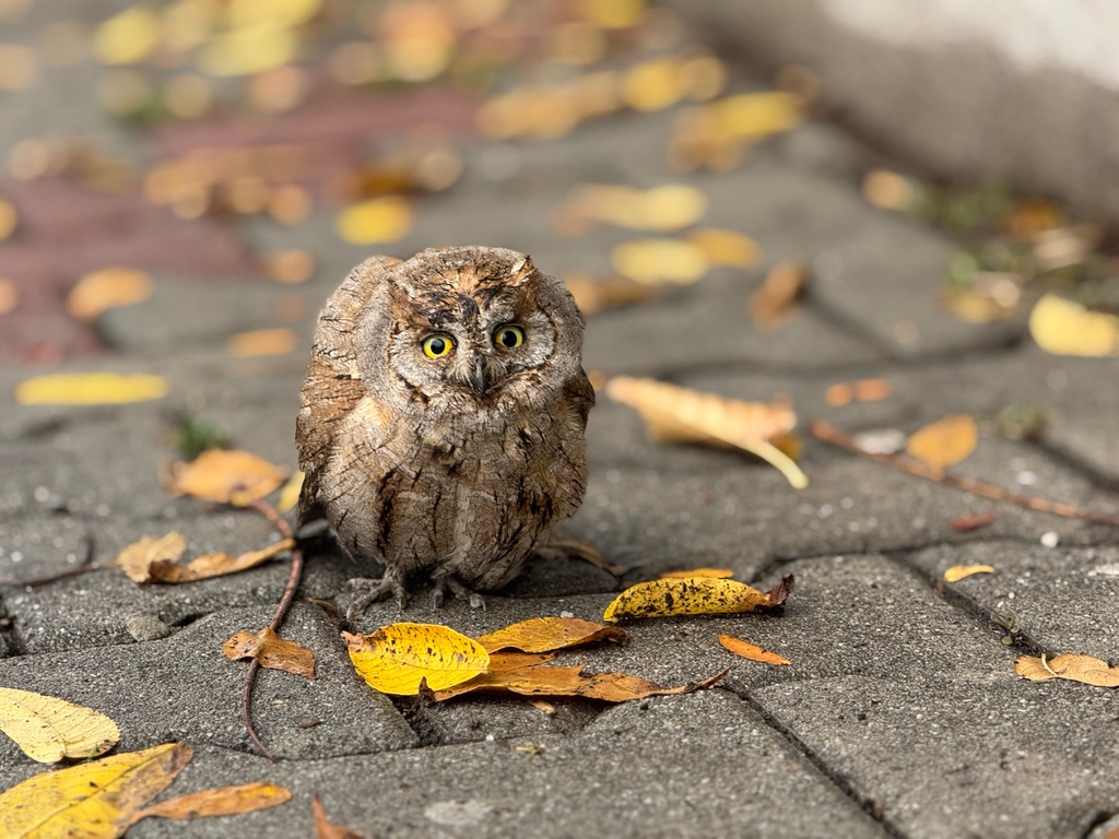 Petit-duc scops