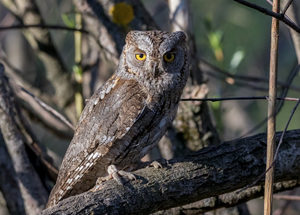Petit-duc scops