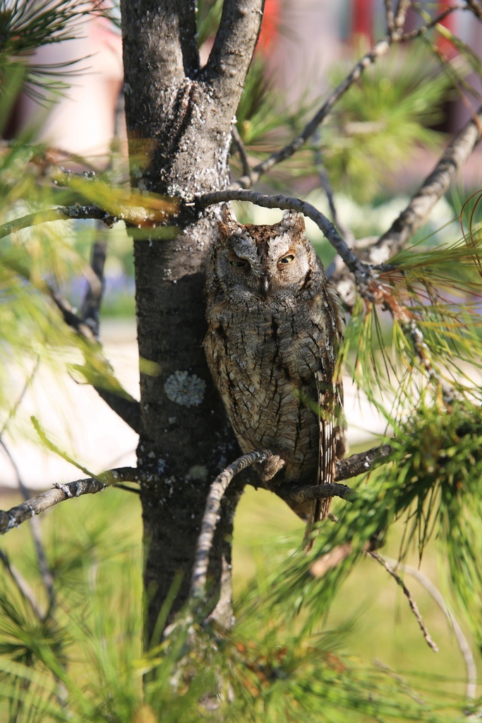 Petit-duc scops