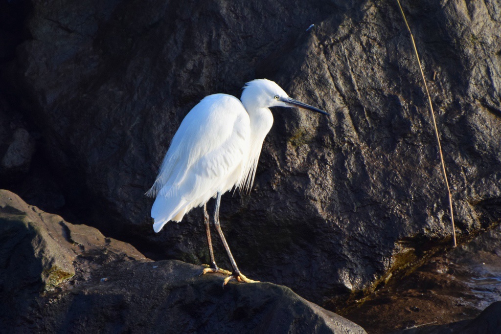 Aigrette Garzette