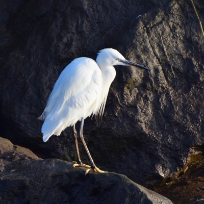 Aigrette Garzette