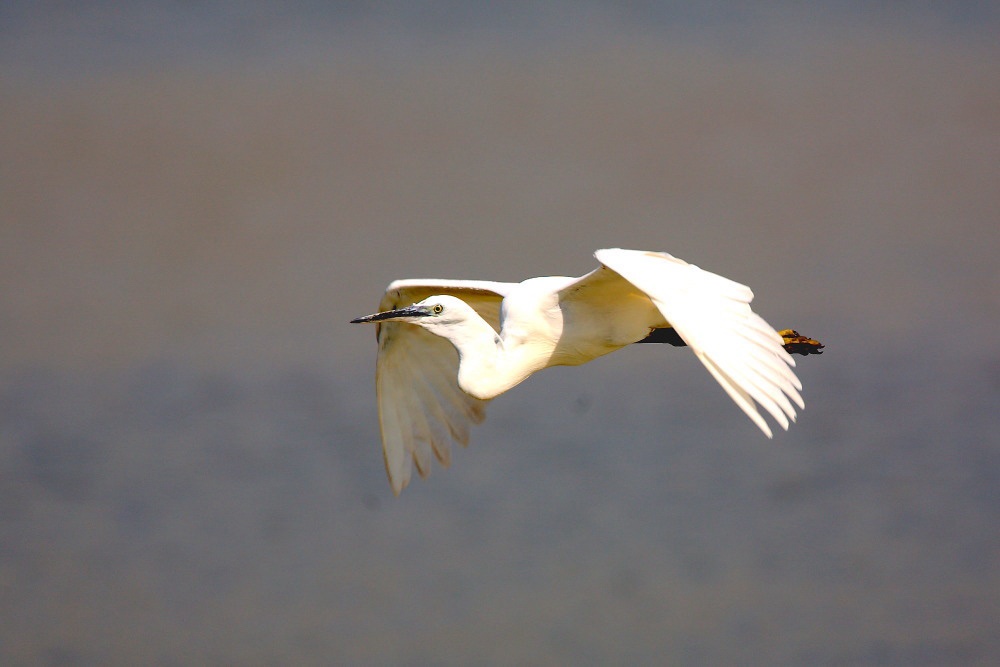 Aigrette Garzette
