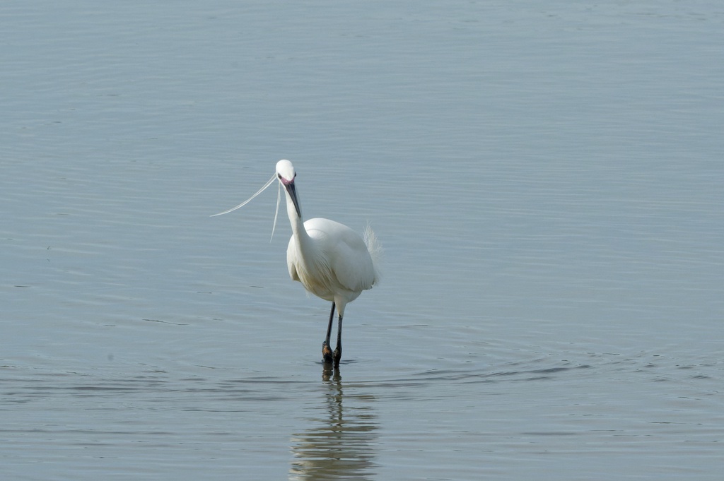 Aigrette Garzette