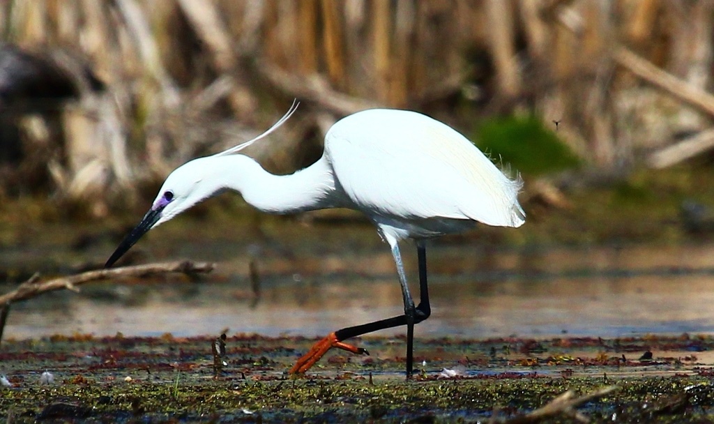 Aigrette Garzette