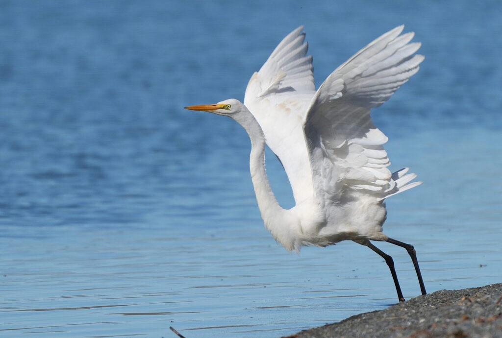 Grande Aigrette