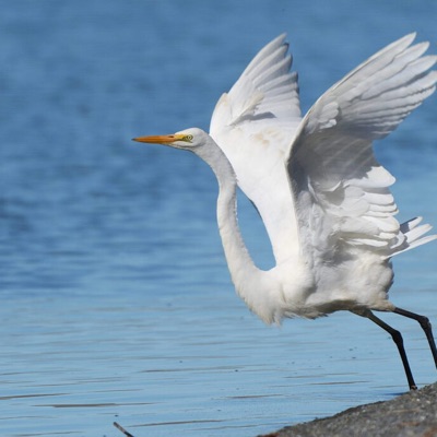Grande Aigrette