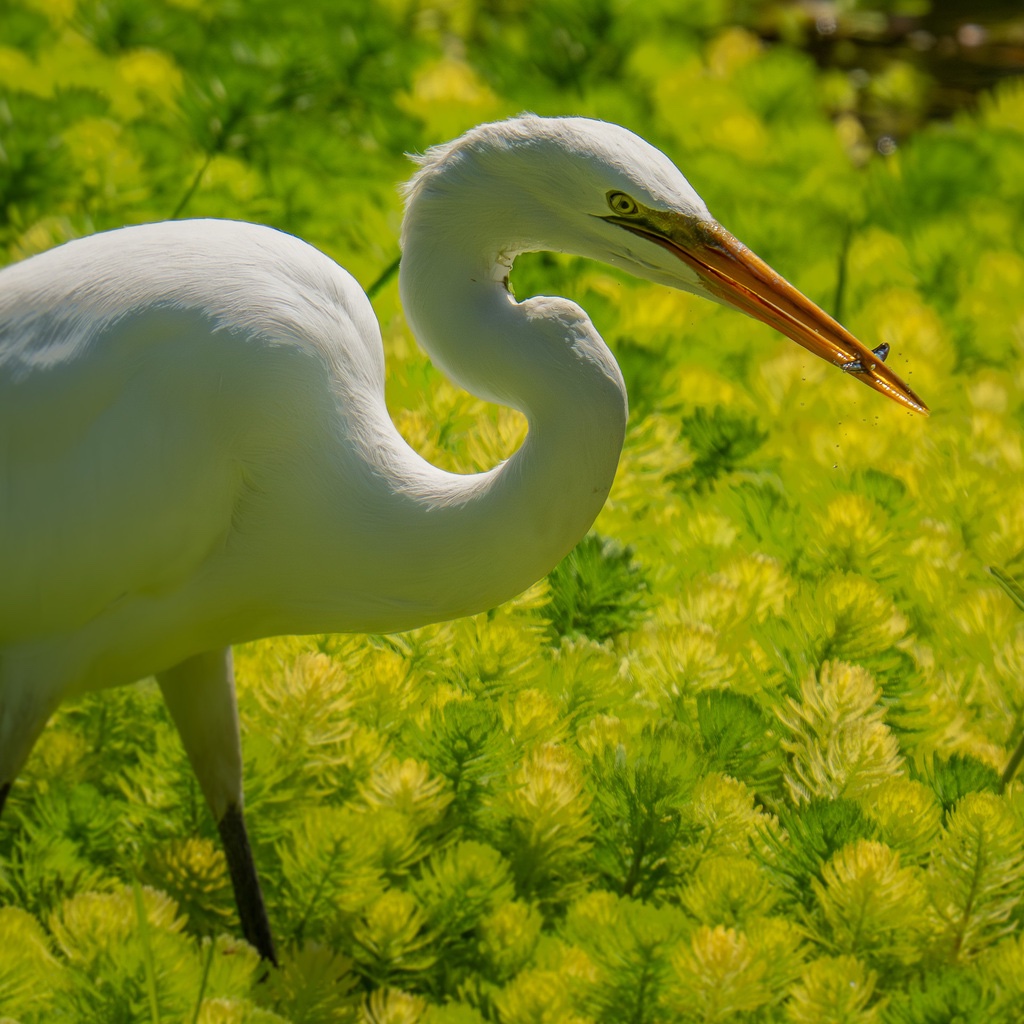 Grande Aigrette