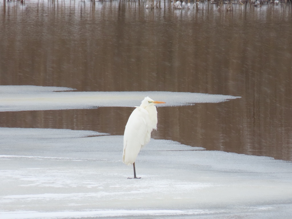 Grande Aigrette