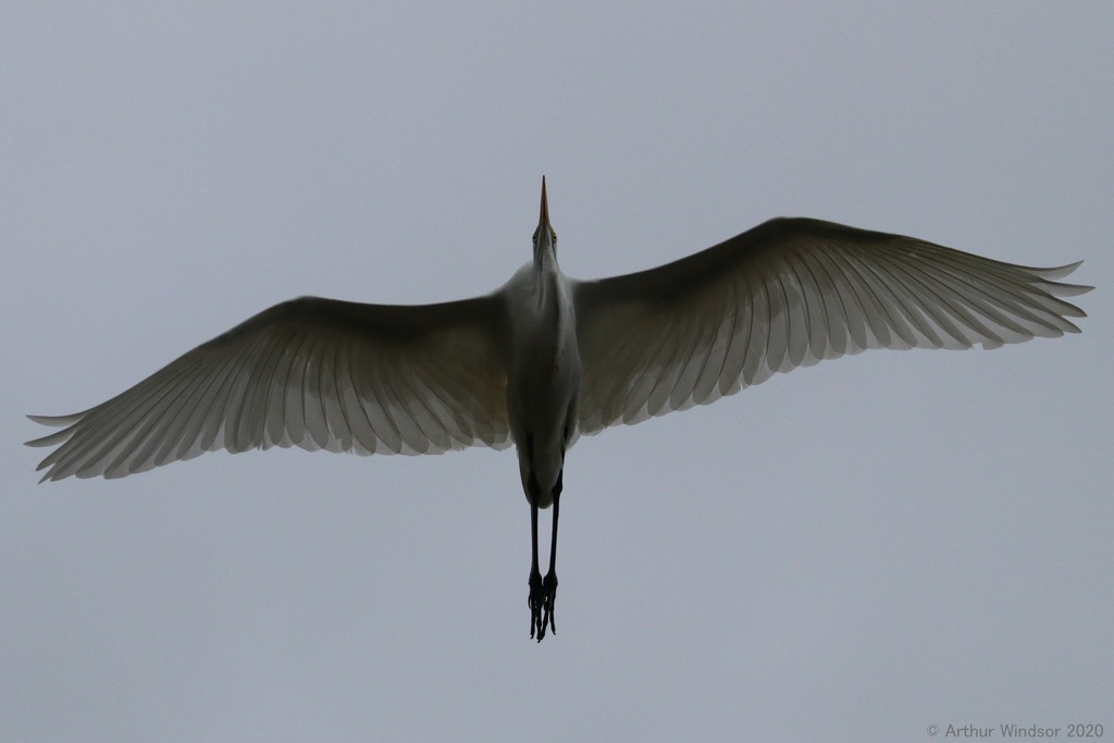 Grande Aigrette
