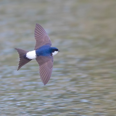 Hirondelle de fenêtre