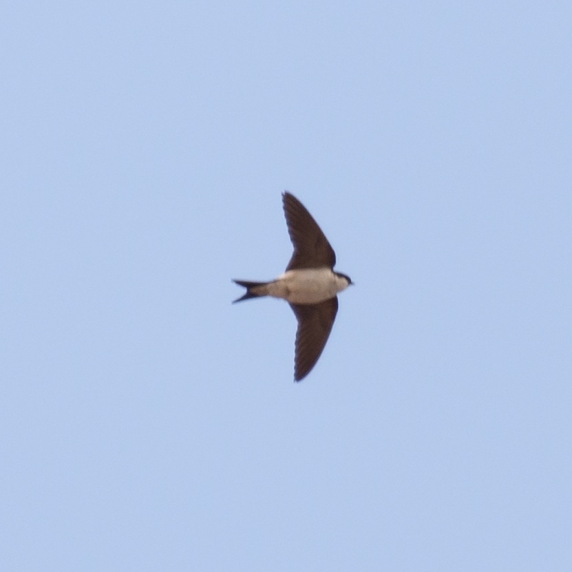 Hirondelle de fenêtre