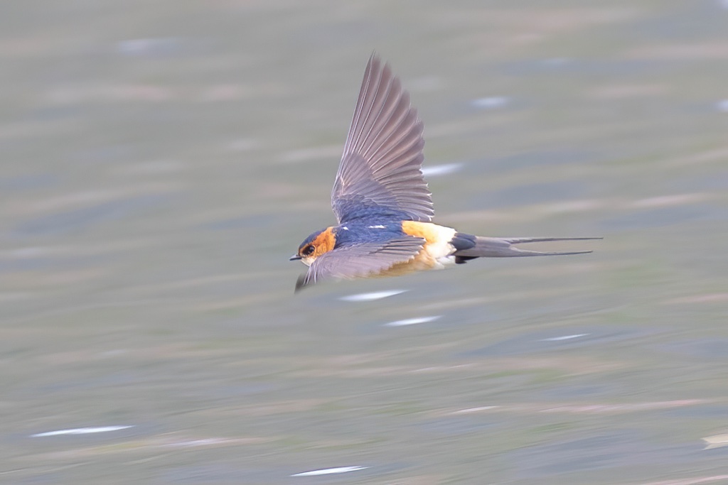 Hirondelle Rousseline