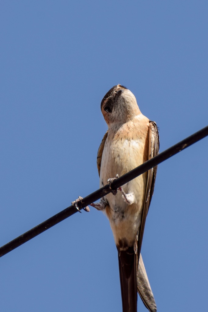 Hirondelle Rousseline