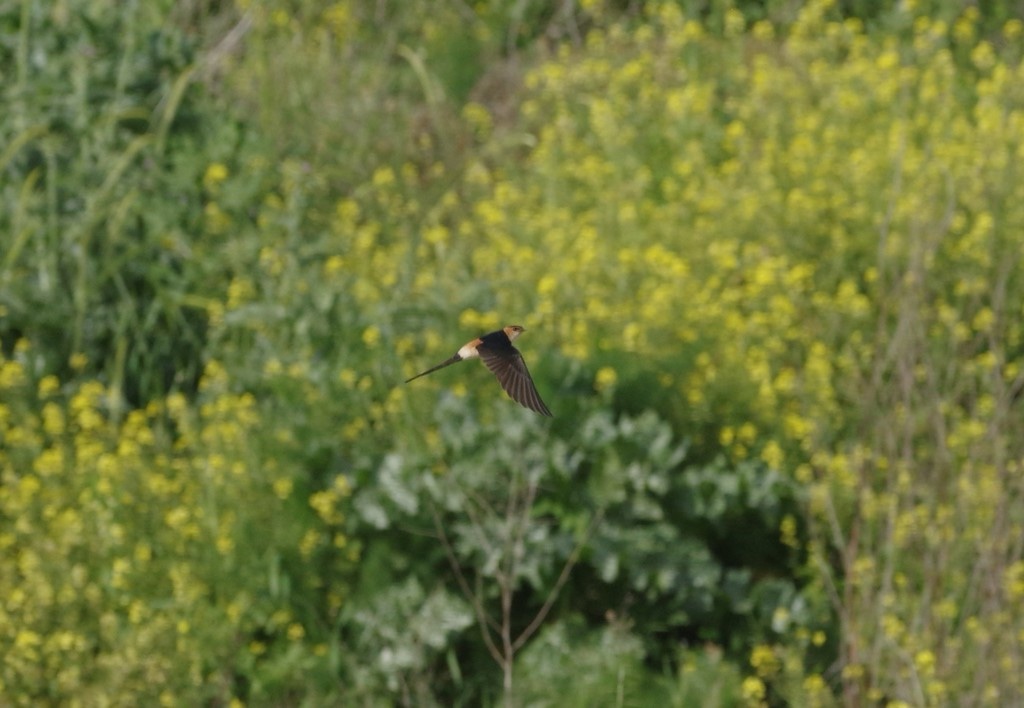 Hirondelle Rousseline