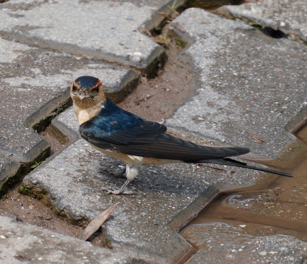 Hirondelle Rousseline