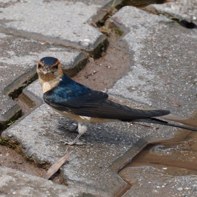 Hirondelle Rousseline