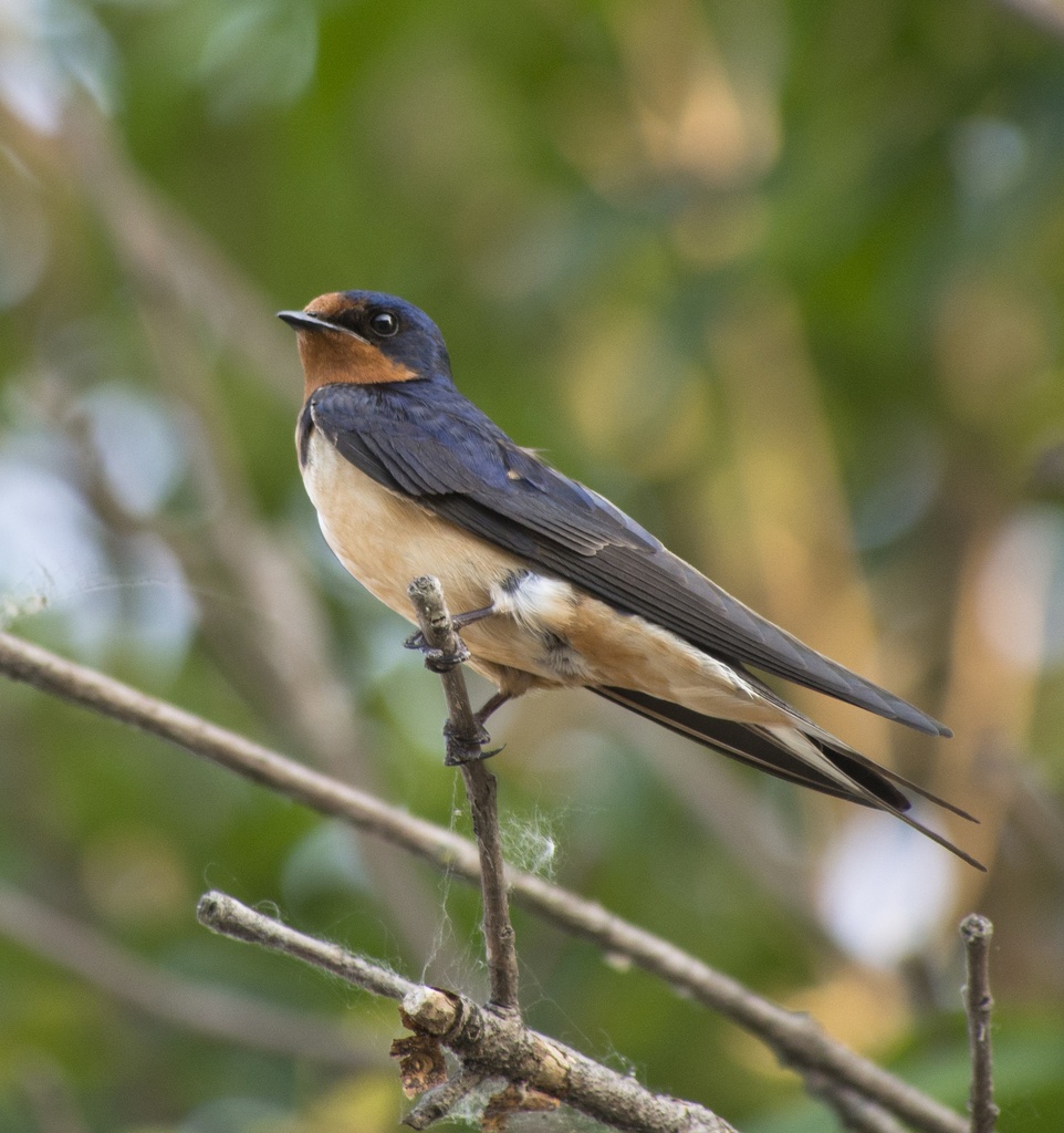Hirondelle rustique