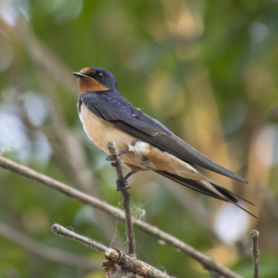 Hirondelle rustique