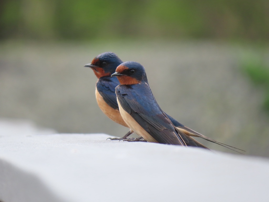 Hirondelle rustique