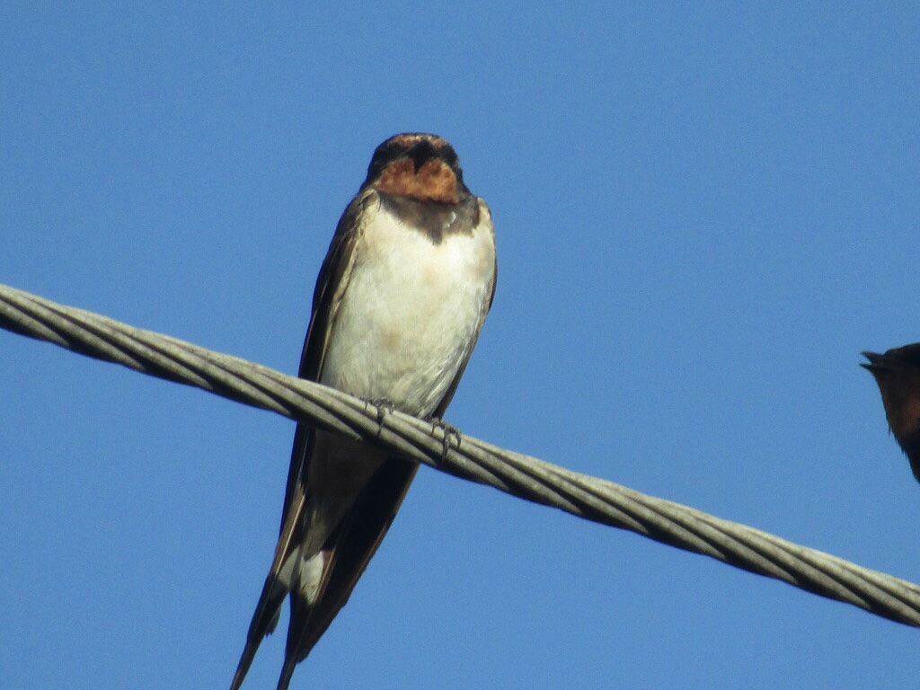 Hirondelle rustique