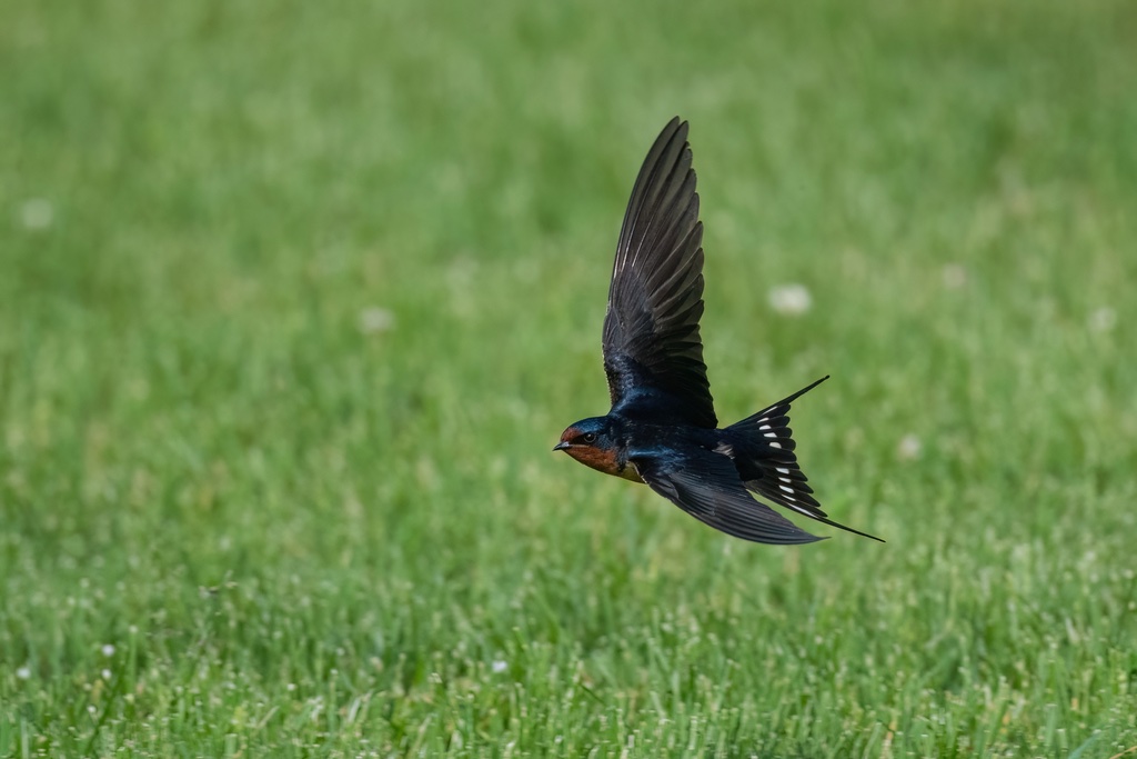 Hirondelle rustique