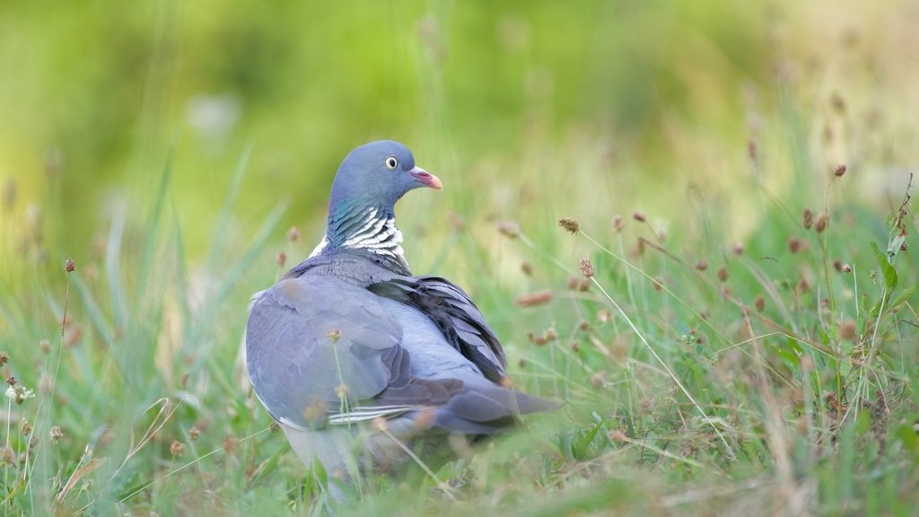 Pigeon ramier