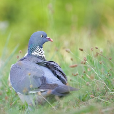 Pigeon ramier