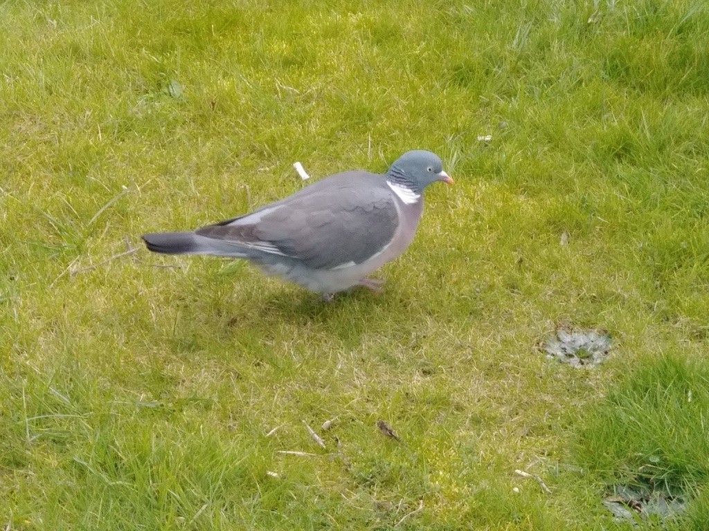 Pigeon ramier