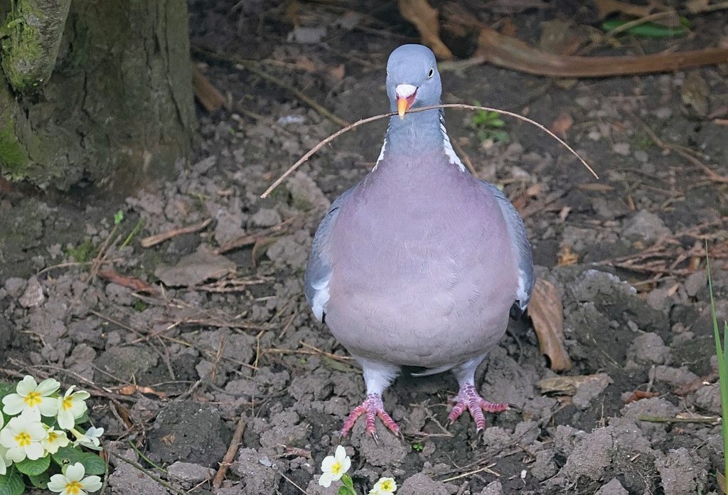 Pigeon ramier